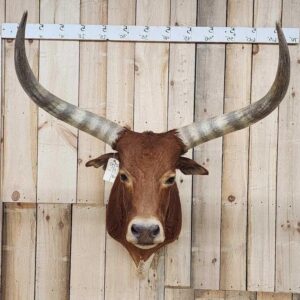 Longhorn Steer Taxidermy Shoulder Mount