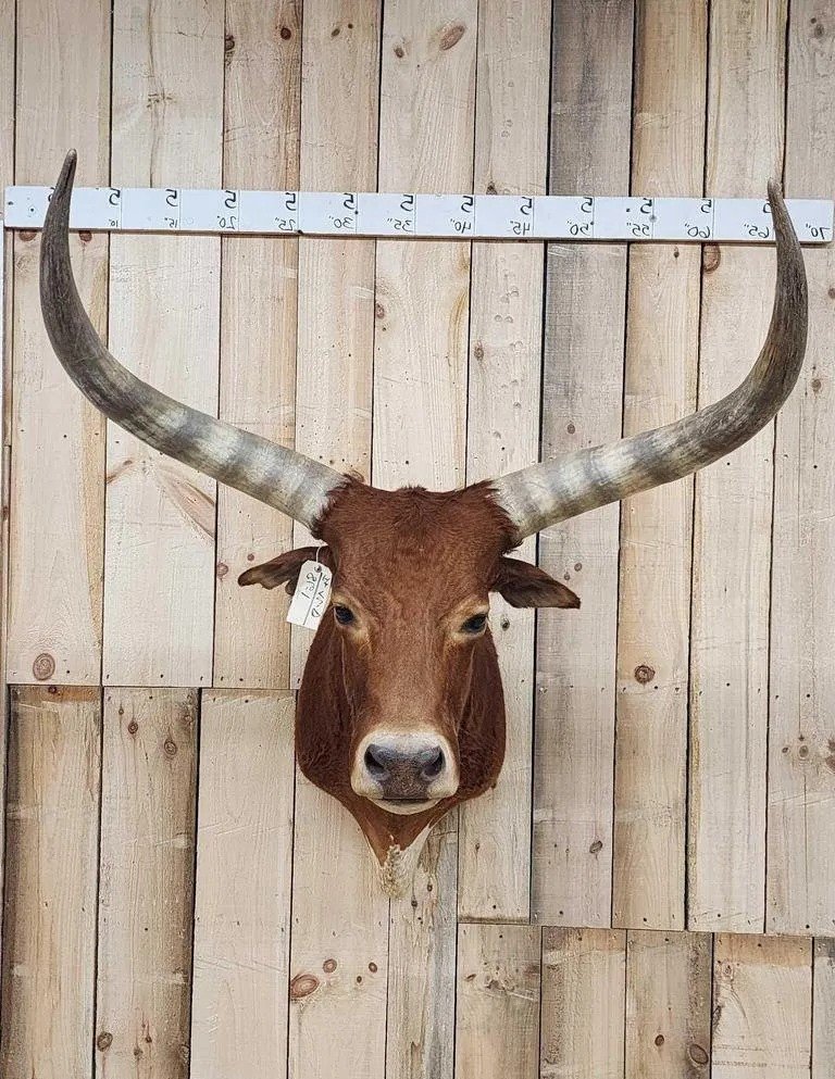 Longhorn Steer Taxidermy Shoulder Mount