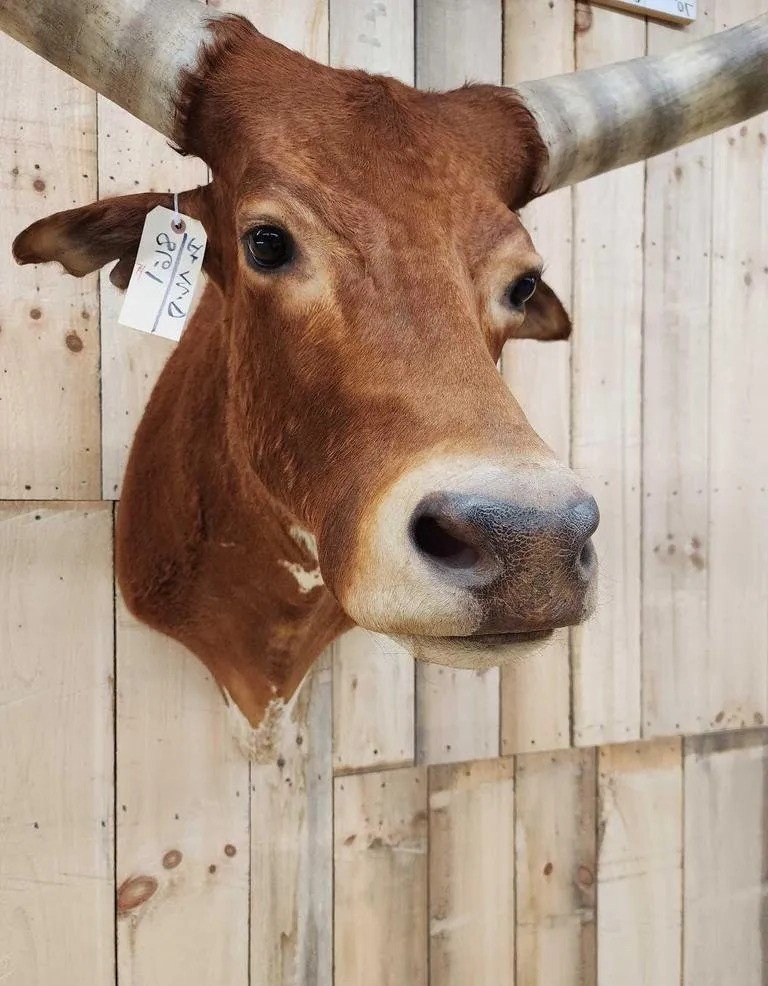 Longhorn Steer Taxidermy Shoulder Mount - Image 5