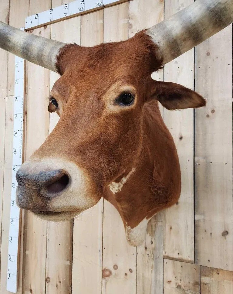 Longhorn Steer Taxidermy Shoulder Mount - Image 4