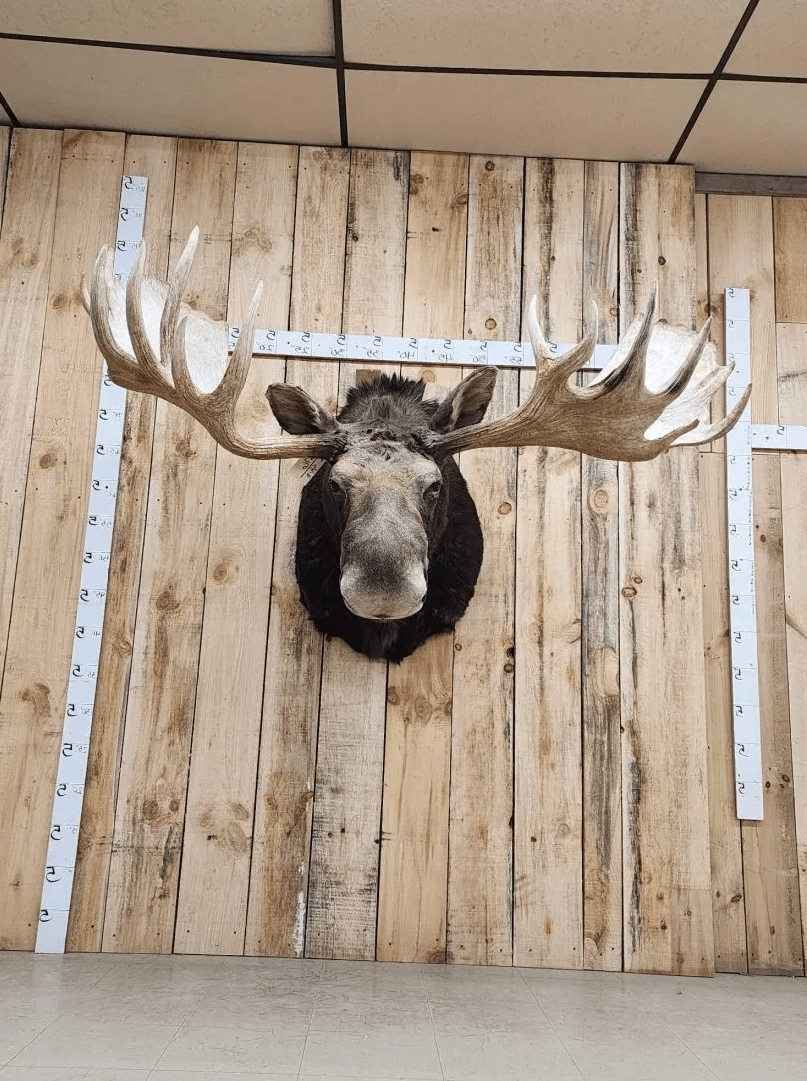 Alaskan Yukon Moose Head Taxidermy Shoulder Mount