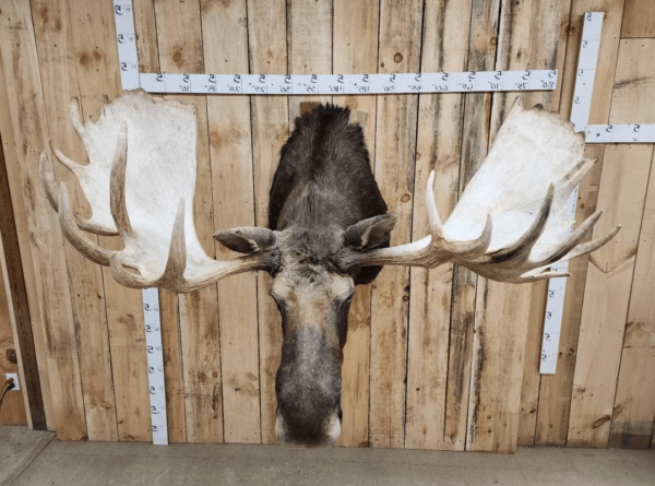 Alaskan Yukon Moose Head Taxidermy Shoulder Mount - Image 2
