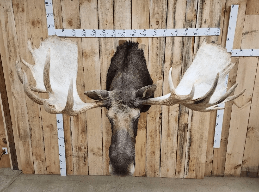 Alaskan Yukon Moose Head Taxidermy Shoulder Mount - Image 2