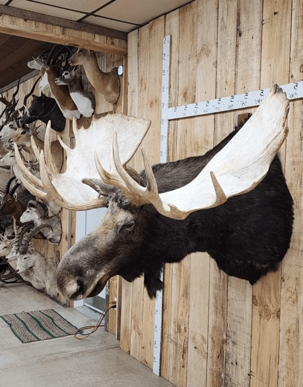 Alaskan Yukon Moose Head Taxidermy Shoulder Mount - Image 3