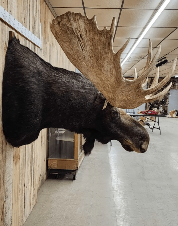 Alaskan Yukon Moose Head Taxidermy Shoulder Mount - Image 4
