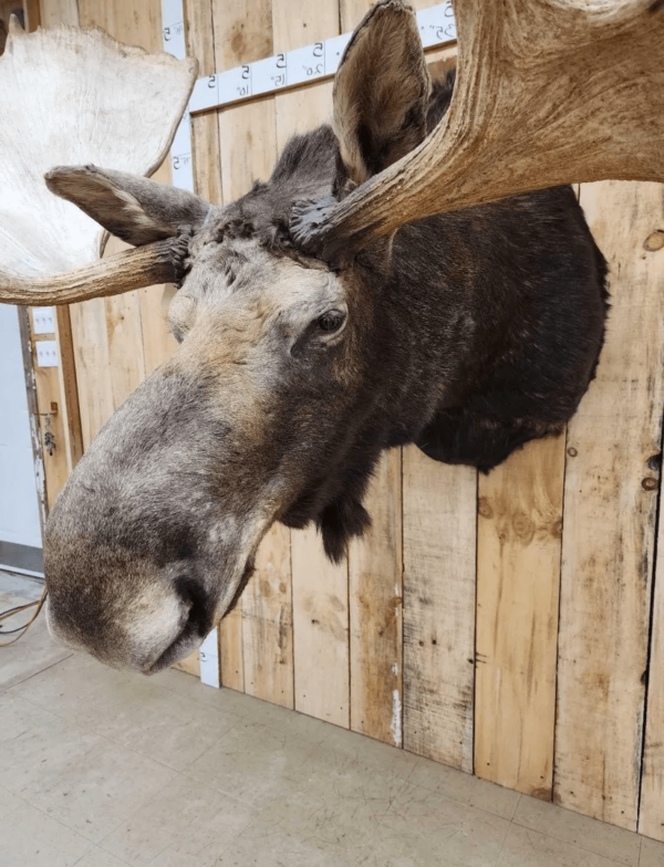 Alaskan Yukon Moose Head Taxidermy Shoulder Mount - Image 5