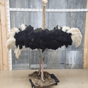 Standing Ostrich bird Life-Size Taxidermy Mount