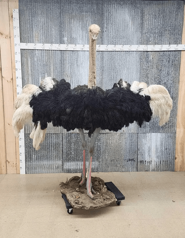 Standing Ostrich bird Life-Size Taxidermy Mount
