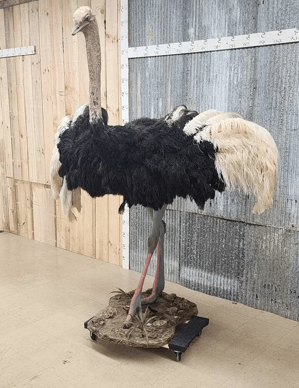 Standing Ostrich bird Life-Size Taxidermy Mount - Image 3
