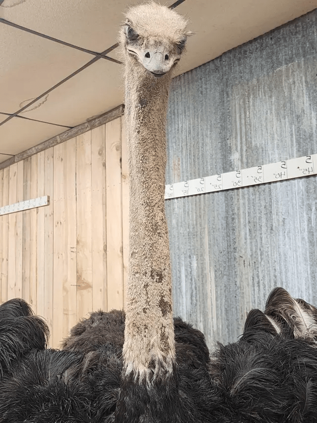 Standing Ostrich bird Life-Size Taxidermy Mount - Image 5