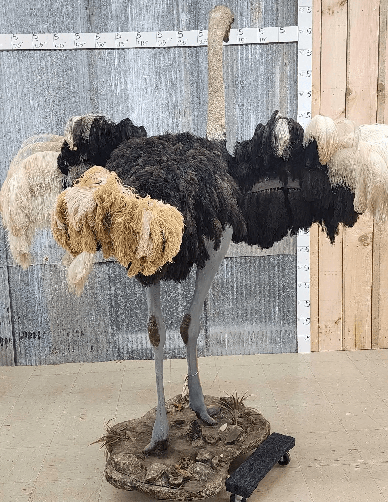 Standing Ostrich bird Life-Size Taxidermy Mount - Image 2