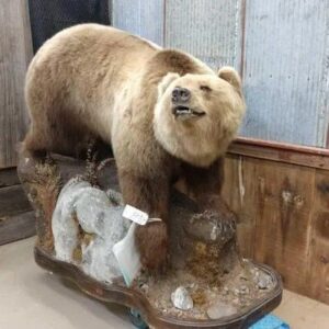 Alaska Grizzly Taxidermy Bear Mount