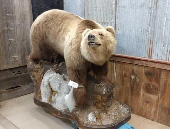 Alaska Grizzly Taxidermy Bear Mount