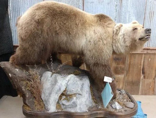 Alaska Grizzly Taxidermy Bear Mount - Image 4