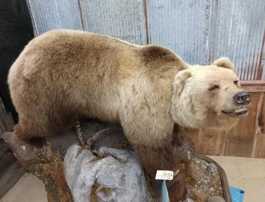 Alaska Grizzly Taxidermy Bear Mount - Image 2