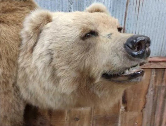 Alaska Grizzly Taxidermy Bear Mount - Image 5