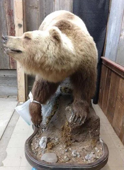 Alaska Grizzly Taxidermy Bear Mount - Image 3