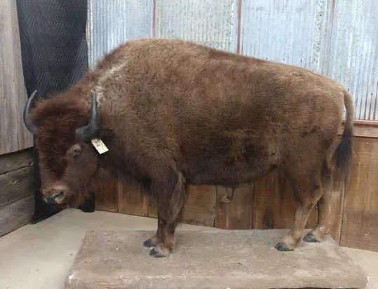 American Bison Buffalo Full Body Taxidermy Mount