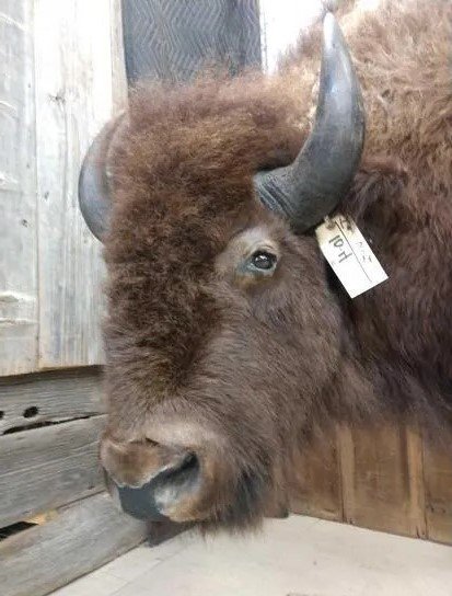 American Bison Buffalo Full Body Taxidermy Mount - Image 4