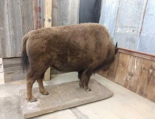 American Bison Buffalo Full Body Taxidermy Mount - Image 2
