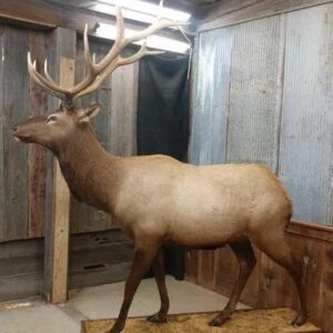 NICE Elk Taxidermy Full Body Mount