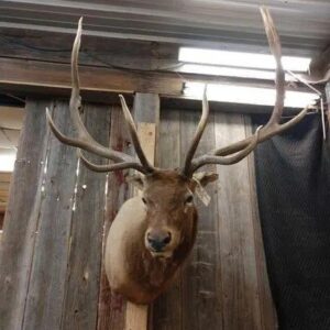 Elk Mount Shoulder Taxidermy