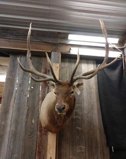 Elk Mount Shoulder Taxidermy