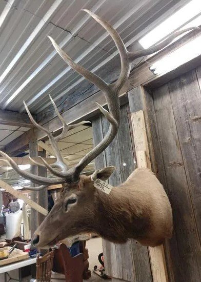 Elk Mount Shoulder Taxidermy - Image 2