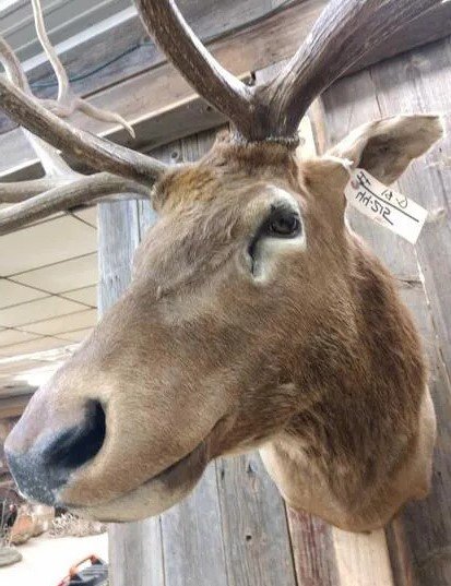 Elk Mount Shoulder Taxidermy - Image 4