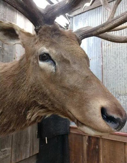 Elk Mount Shoulder Taxidermy - Image 5