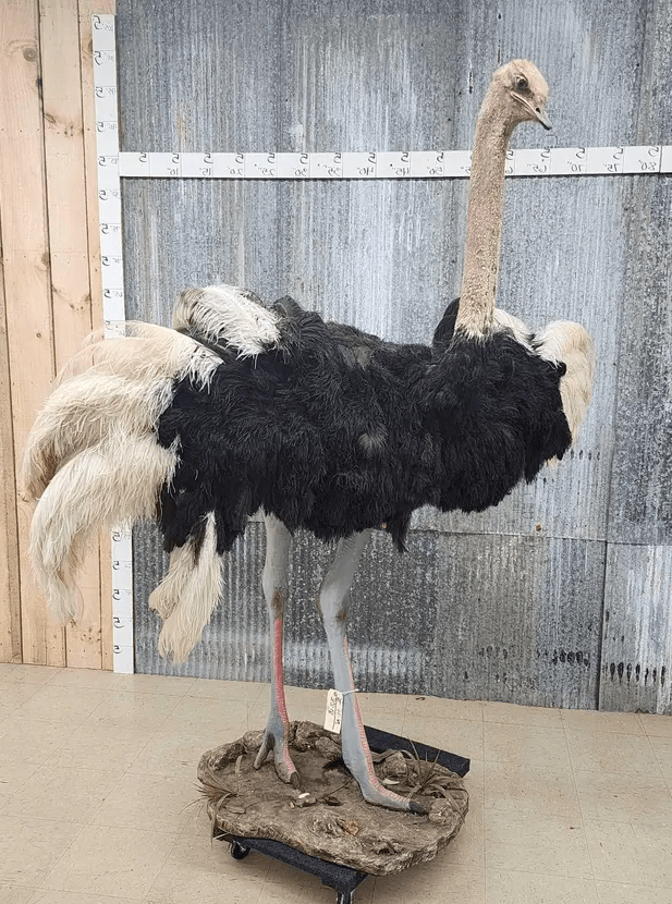Standing Ostrich bird Life-Size Taxidermy Mount - Image 4