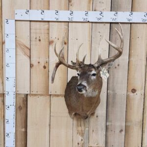 Whitetail Deer Mount Shoulder Taxidermy