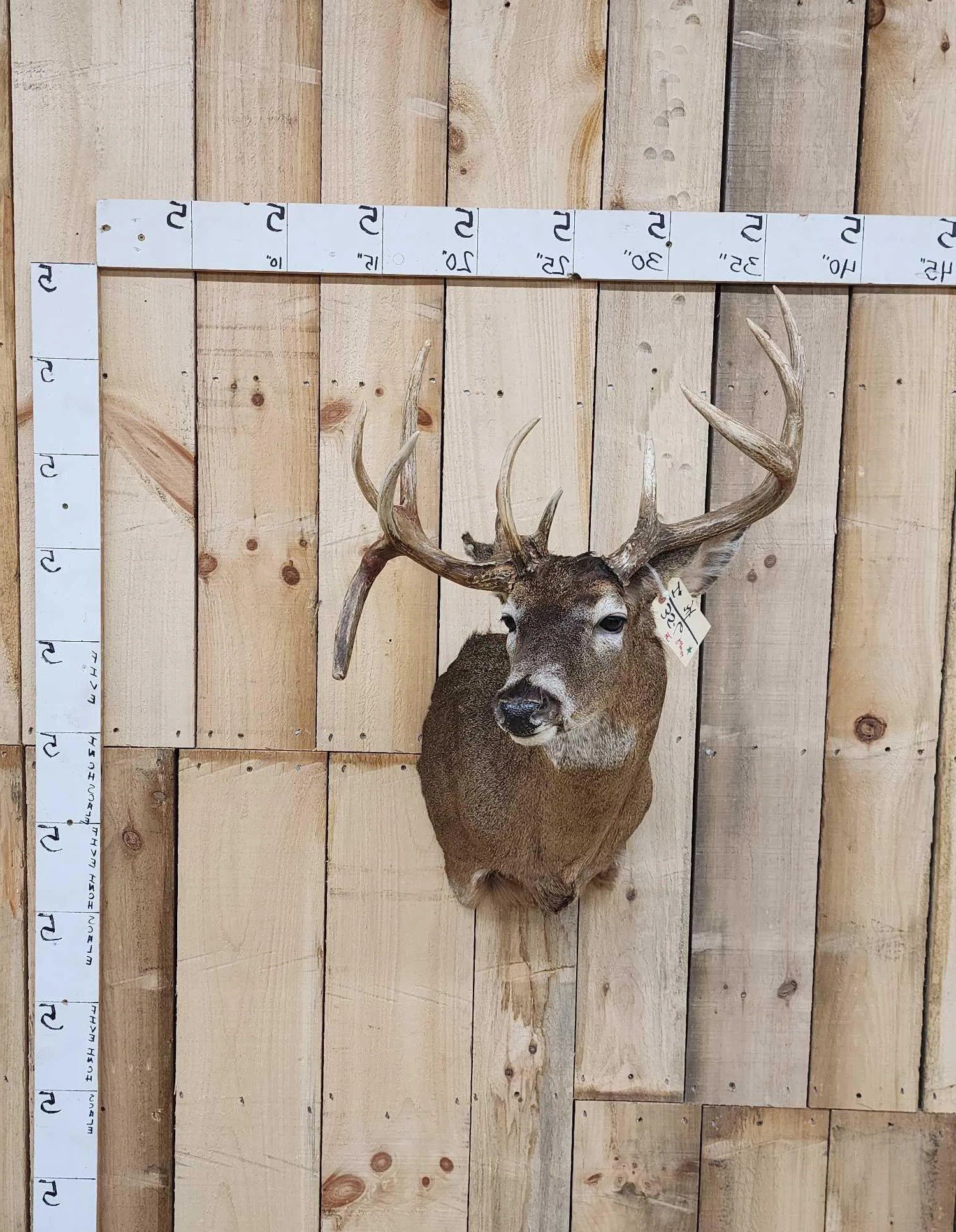 Whitetail Deer Mount Shoulder Taxidermy