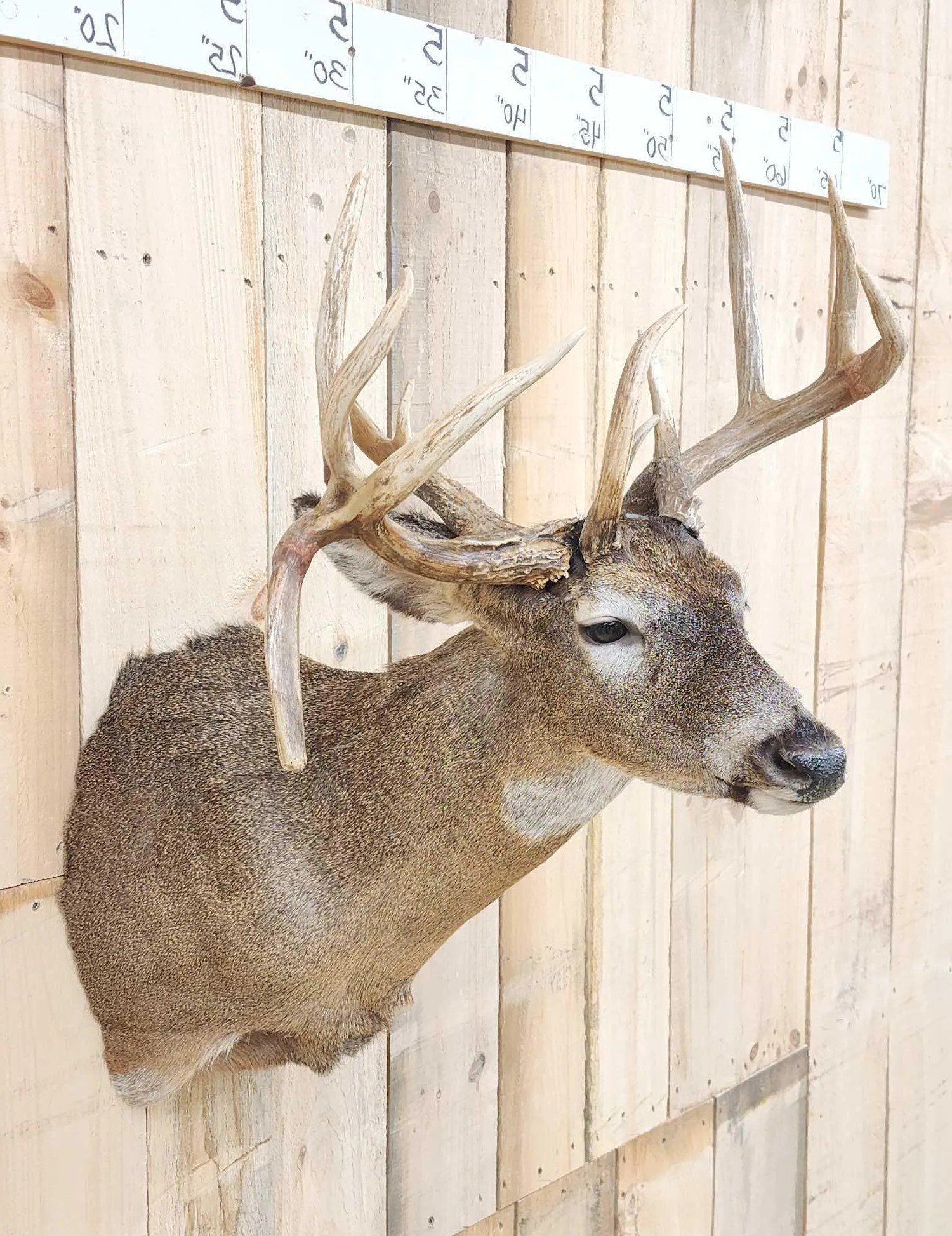 Whitetail Deer Mount Shoulder Taxidermy - Image 3