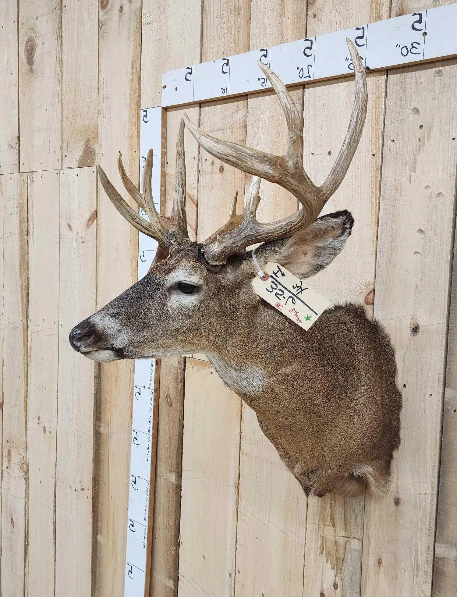 Whitetail Deer Mount Shoulder Taxidermy - Image 2