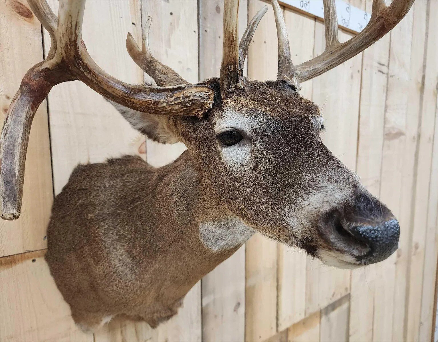 Whitetail Deer Mount Shoulder Taxidermy - Image 5
