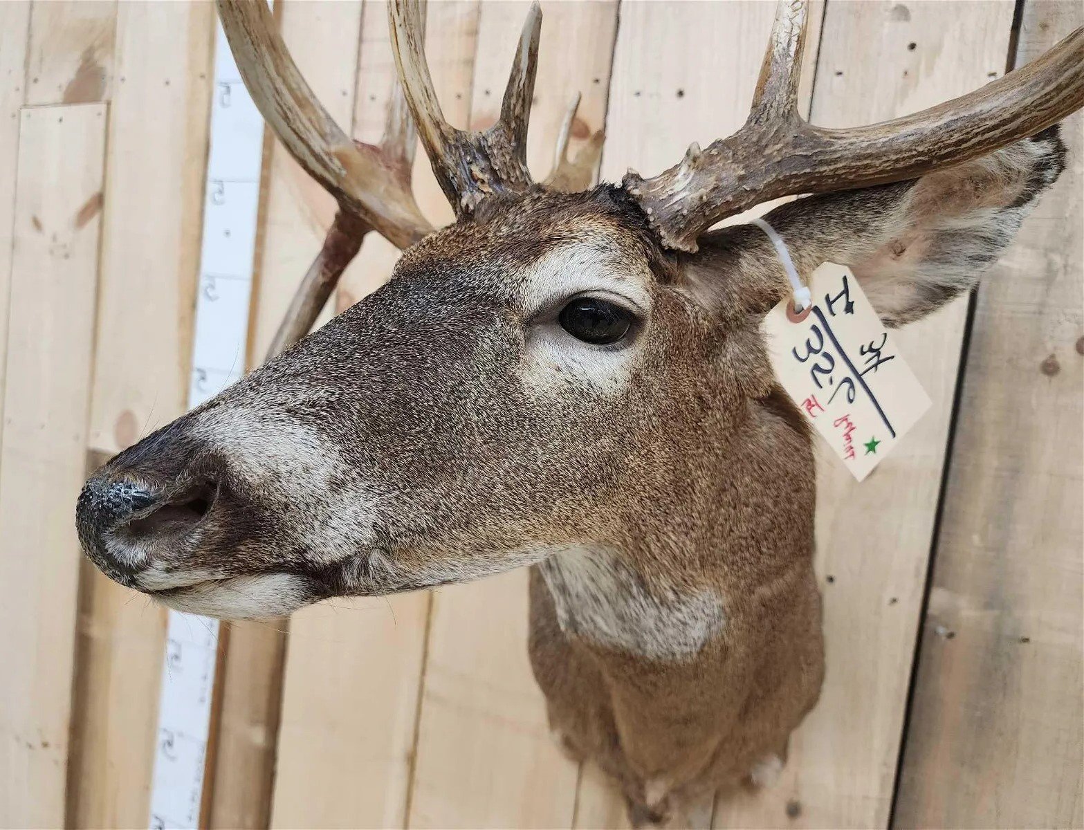 Whitetail Deer Mount Shoulder Taxidermy - Image 4